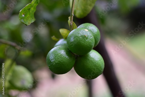 Wallpaper Mural green lemons on the tree, Lemon fruits green and water droplets on surface, green plant background, Fresh lime and lime leaves Torontodigital.ca