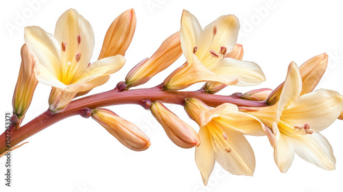 Close-up of a beautiful yellow lily branch against a PNG transparent background