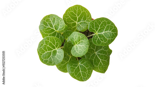 Close-up of a vibrant green plant with intricate leaf veins, PNG transparent background
