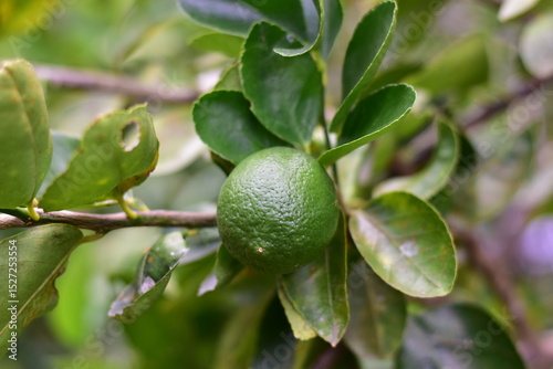 Wallpaper Mural green lemons on the tree, Lemon fruits green and water droplets on surface, green plant background, Fresh lime and lime leaves Torontodigital.ca