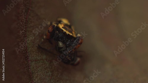 Rhene Jumping spider catching fly for food. Extreme macro shot of Jumping spider on leave background. Jumping spider is very small but have big eyes. Selective focus and free space for text
