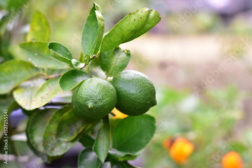 Wallpaper Mural green lemons on the tree, Lemon fruits green and water droplets on surface, green plant background, Fresh lime and lime leaves Torontodigital.ca