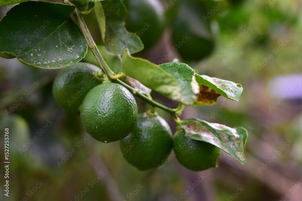 green lemons on the tree, Lemon fruits green and water droplets on surface, green plant background, Fresh lime and lime leaves green lemons on the tree, Lemon fruits green and water droplets on surface, green plant background, Fresh lime and lime leaves