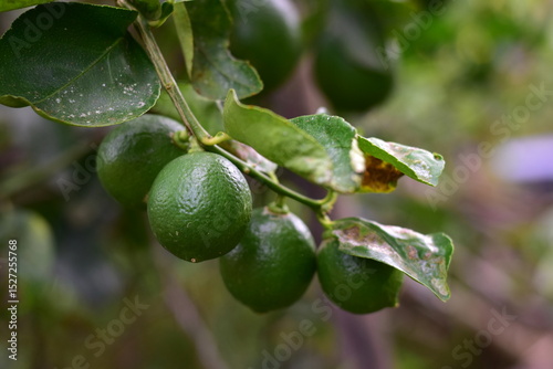Wallpaper Mural green lemons on the tree, Lemon fruits green and water droplets on surface, green plant background, Fresh lime and lime leaves Torontodigital.ca