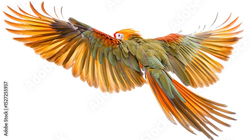 A Stunning Colorful Parrot in Flight Against a PNG Transparent Background