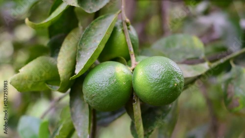 Wallpaper Mural green lemons on the tree, Lemon fruits green and water droplets on surface, green plant background, Fresh lime and lime leaves Torontodigital.ca