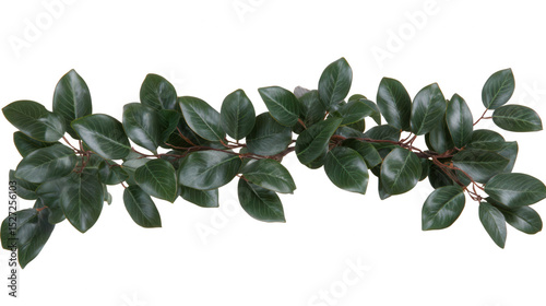 Realistic branch of green leaves on PNG transparent background