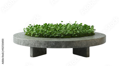 A Green Plant Arrangement on a Textured Pedestal Against a PNG Transparent Background