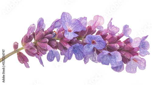 Beautiful Lavender Flower with PNG Transparent Background