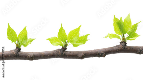 Close-up of a budding branch with vibrant green leaves on PNG transparent background