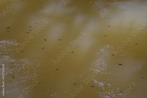 Water skaters swim and rest on the surface of the water, Water Striders, Pond Skaters, Group of water strider gerridae on water surface. Common pond skater in habitat. Bug waterbender live in stagnant