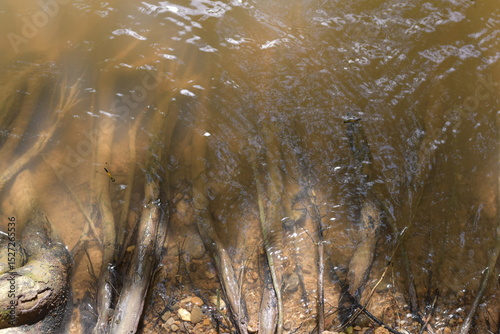 Water skaters swim and rest on the surface of the water, Water Striders, Pond Skaters, Group of water strider gerridae on water surface. Common pond skater in habitat. Bug waterbender live in stagnant