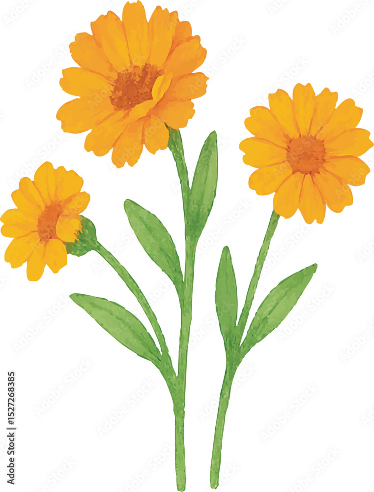 Naklejka premium Watercolor Calendula Flower Illustration with Soft Orange Petals | Generative AI