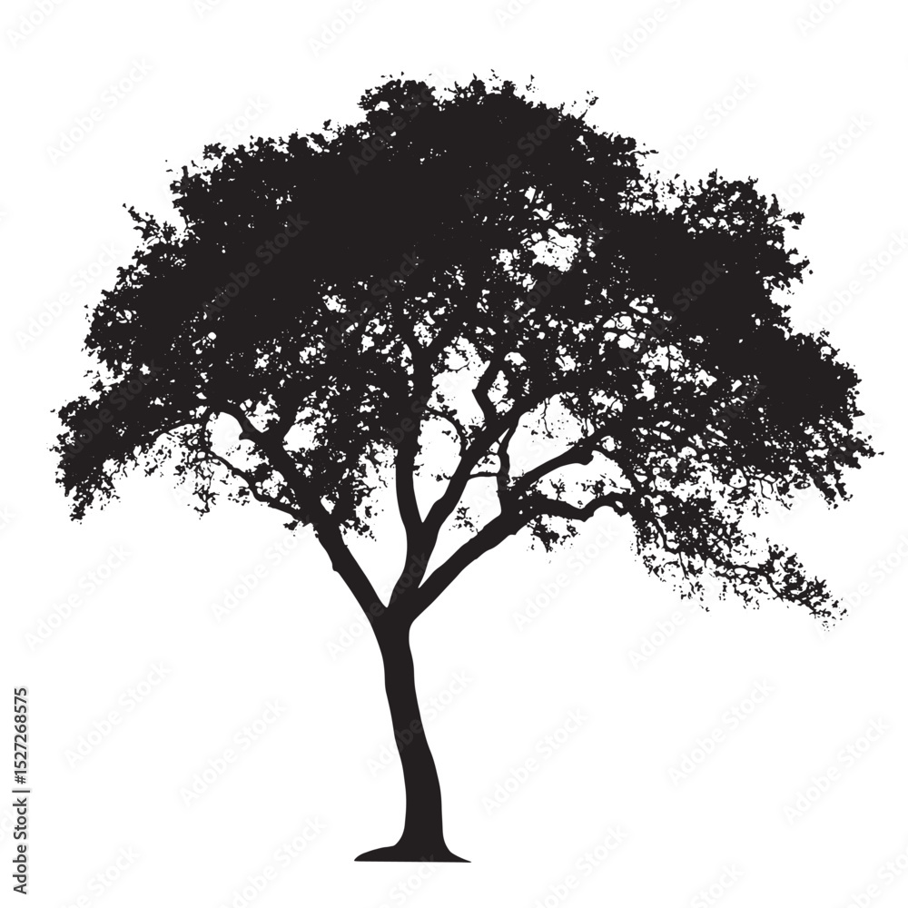 Fototapeta premium Tall and Bare Alder Tree in Silhouette
