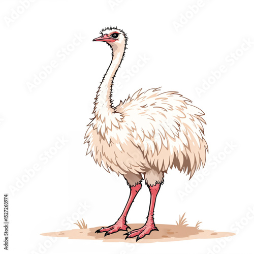 ostrich isolated on white vector illustration isolated