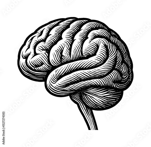 Engraved human brain illustration in black and white, side view detail