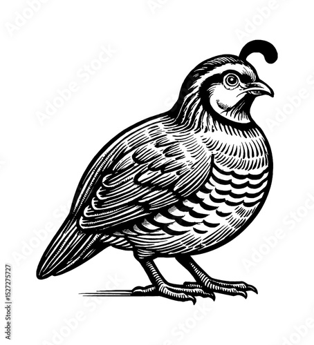 Detailed Engraving of a Quail Standing with Side View in Black and White