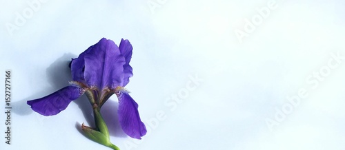 purple iris flower on a blue background with space for text