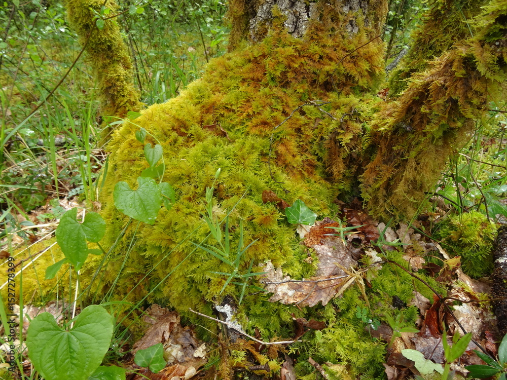 Obraz premium Details of lush moss in an undergrowth after the rain - Détails de mousse végétale luxuriante dans un sous bois après la pluie