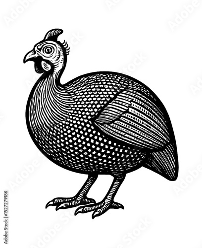 Guinea Fowl in Detailed Black and White Engraving Style Standing Profile View