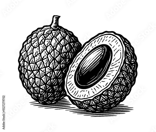Engraved illustration of a whole lychee and a halved lychee in black and white