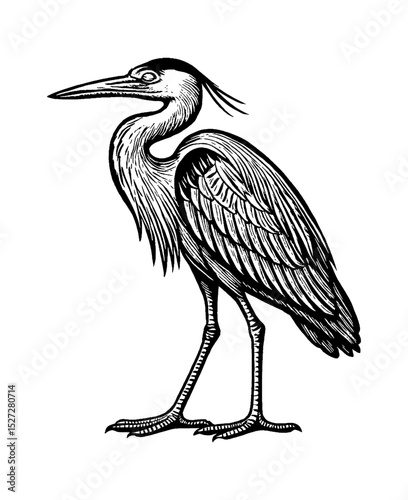 Engraved Illustration of a Great Blue Heron Standing Tall in Black and White