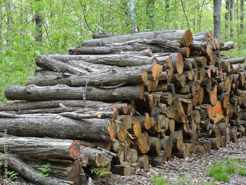 Wood stored in the forest before use - Bois stocké en forêt avant utilisation