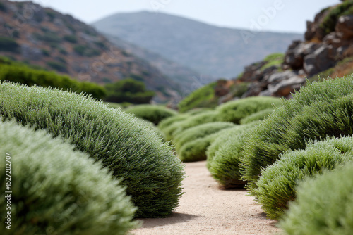 solitary path winding through serene nature reserve surrounded by lush sprawling shrubs