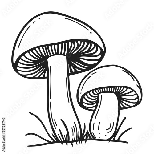 Two majestic mushrooms, one larger than the other, stand tall in the grass, isolated on white background