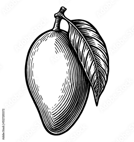 Engraved Mango with Leaf, Black and White Illustration, Fruit Still Life, Simple, Elegant