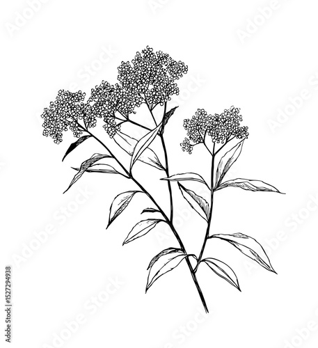 Intricate vector illustration of elderberry branches with delicate flowers. Perfect for botanical designs, natural products, and floral patterns. High-resolution and detailed.