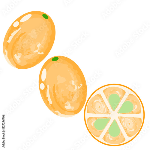 Simple kumquat icon watercolor style