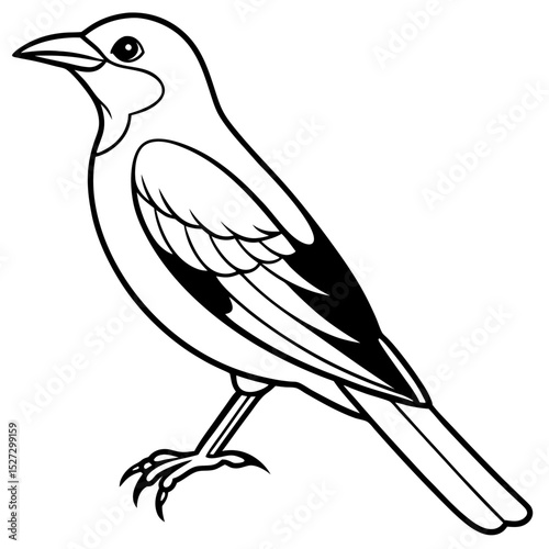   Eurasian Golden Oriole illustration 