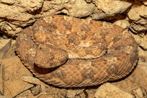 African Horned Adder curled up and waiting for prey to pass by