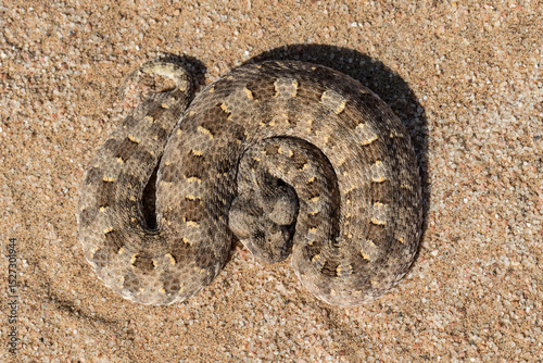African Horned Adder curled up and waiting for prey to pass by