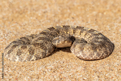 African Horned Adder curled up and waiting for prey to pass by