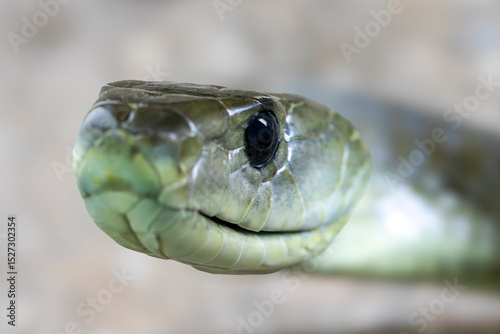 Close up of a highly venomous Black Mamba