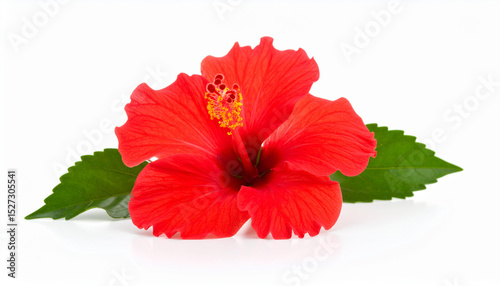 Hibiscus Flower Isolated on White Background