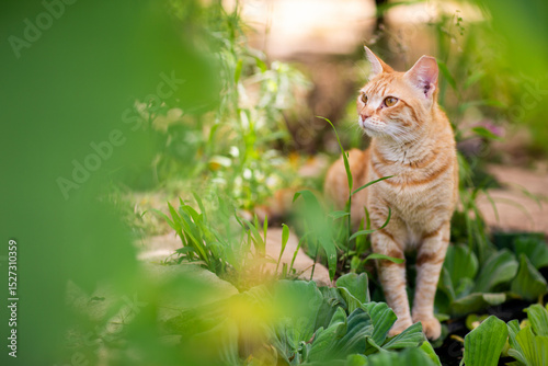 ginger cat in beautiful summer garden closeup photo