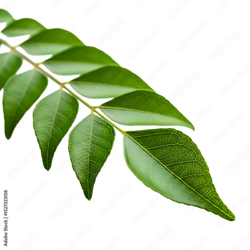 Fototapeta premium Fresh curry leaves close up shot isolated on black background for culinary and herbal medicine uses on transparent background