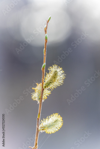 Nature awakes in spring. Blooming willow twigs and furry willow-catkins, so called seals or cats. Holly willow, Salix caprea