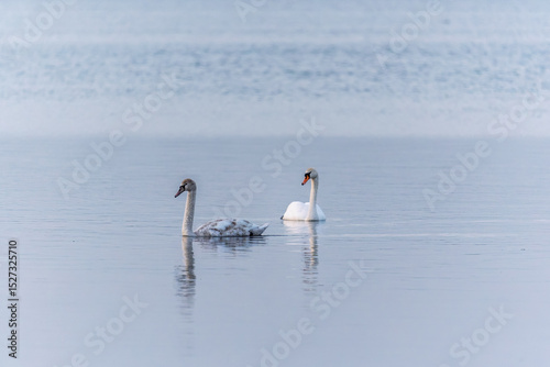 Fototapeta Naklejka Na Ścianę i Meble -  Two Graceful white Swans swimming in the lake, swans in the wild