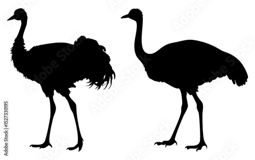 Ostrich birds full black silhouette vector illustration design