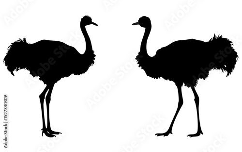 Ostrich birds full black silhouette vector illustration design