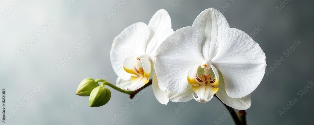 Fototapeta premium Single white phalaenopsis orchid, clipping path included , sharp, floral