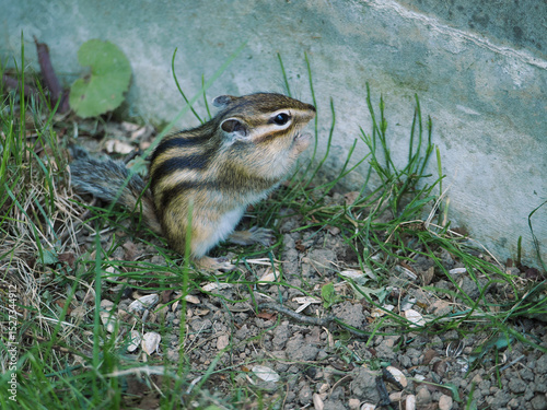 可愛らしいシマリス