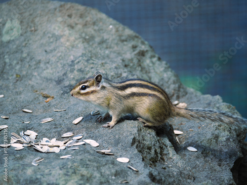可愛らしいシマリス