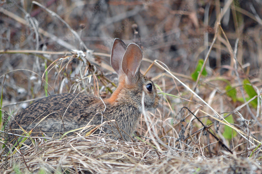 Obraz premium Right side view of a marsh hare on the ground, headed into a brown grass field at a nature preserve in Fort Myers in Florida