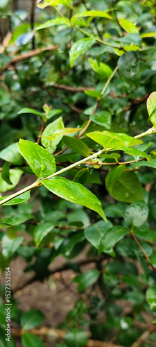 Wallpaper Mural The background of wet leaves exposed to raindrops looks fresh and beautiful green.	
 Torontodigital.ca