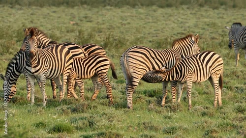 A herd of plains zebras (Equus burchelli) walking and standing in natural habitat, South Africa